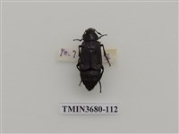 藏品(埋葬蟲)的圖片